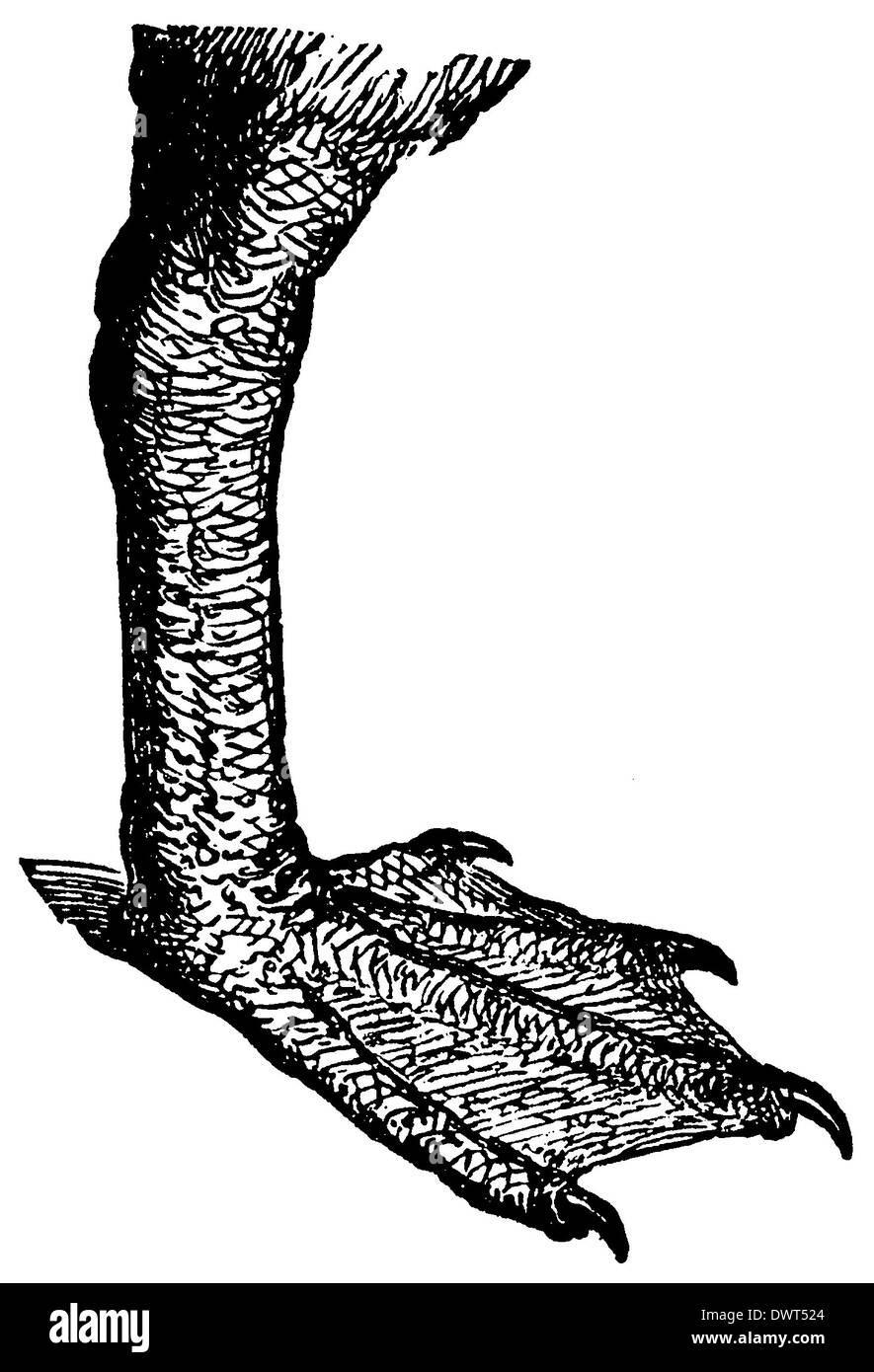 Pelican: foot Stock Photo