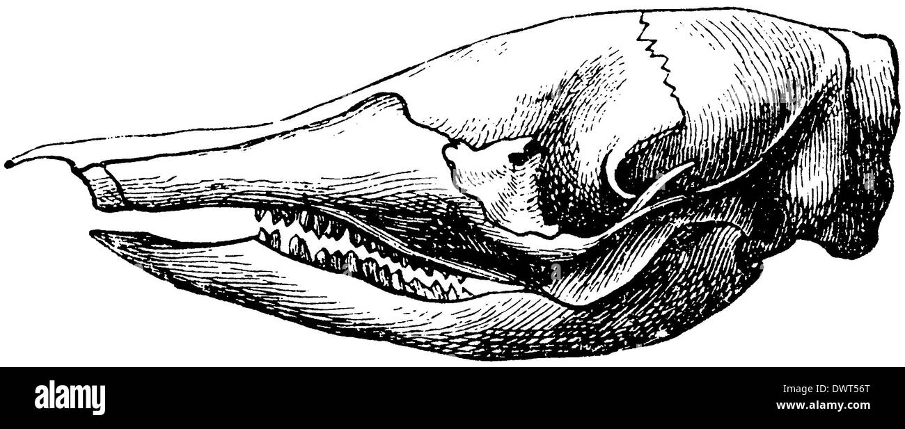 Armadillo: skull Stock Photo