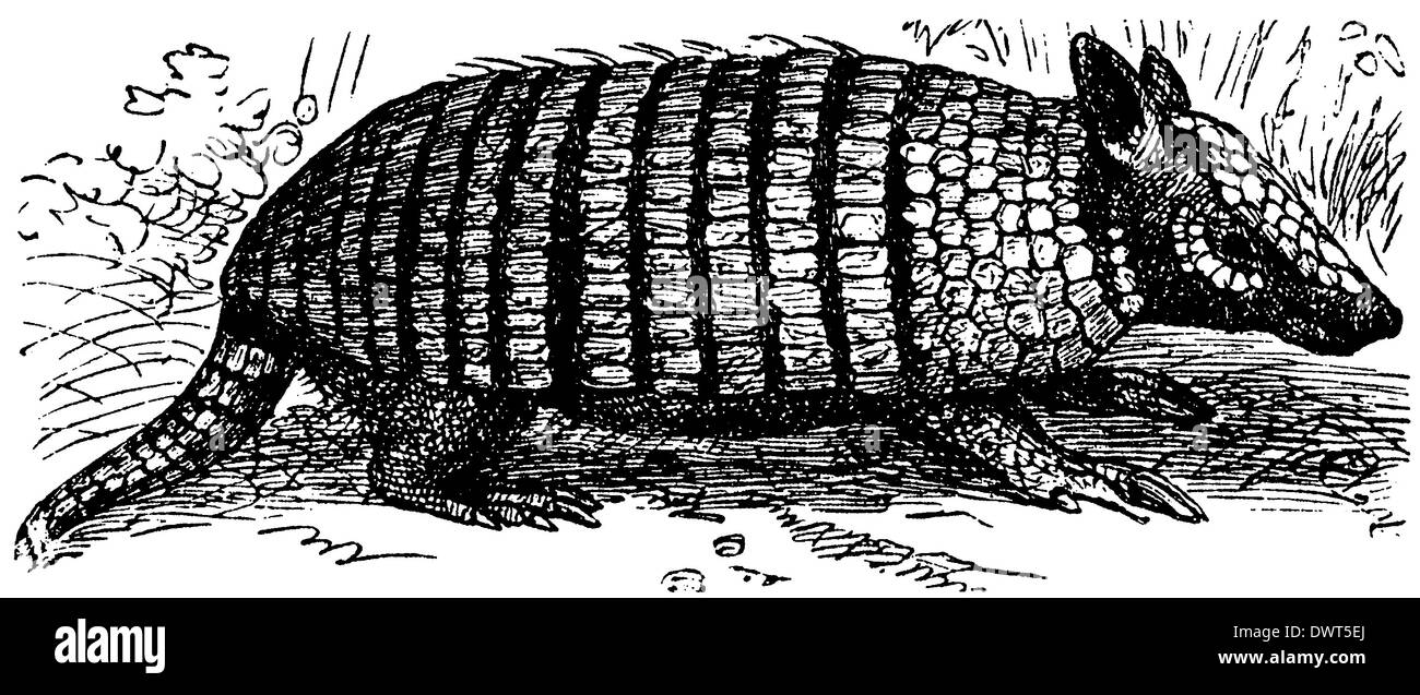 What is an armadillo Black and White Stock Photos & Images Alamy