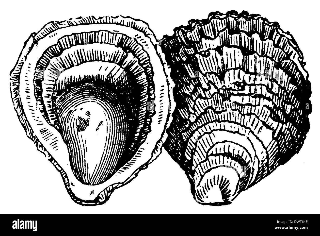 Drawing Oyster Stock Photos & Drawing Oyster Stock Images - Alamy