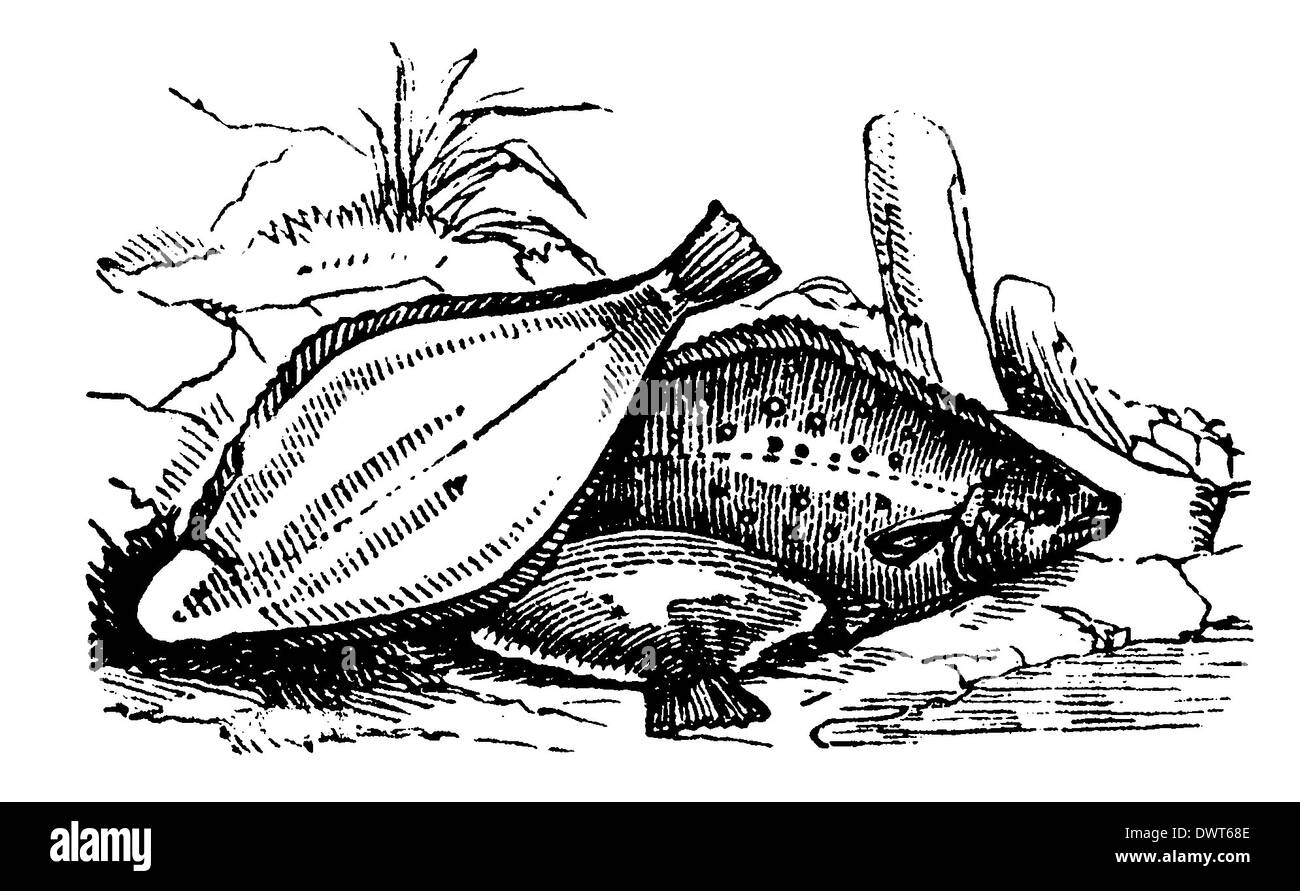 Flounder Defining Characteristics at Margarita McMillin blog
