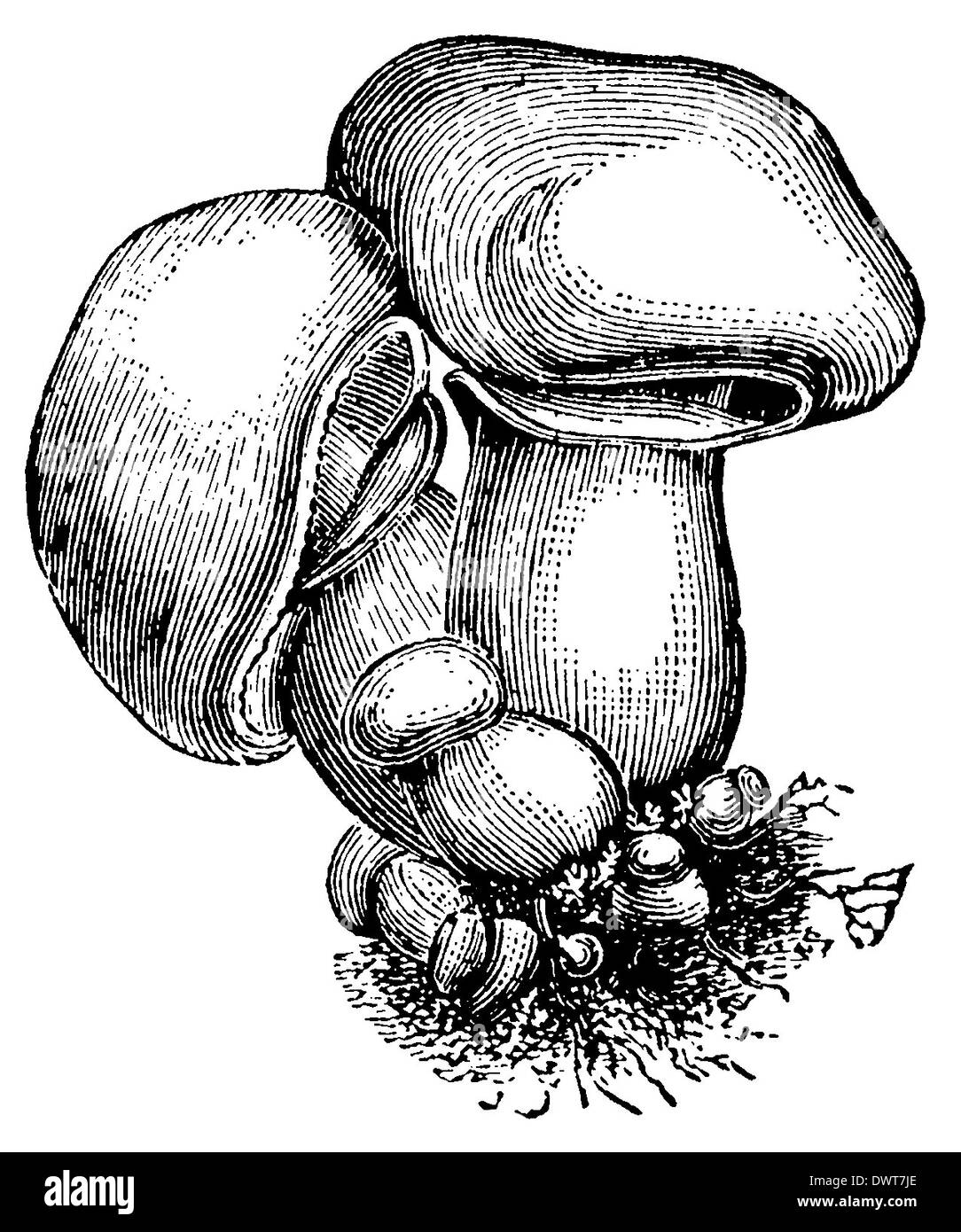 Mushroom illustration drawing engraving line Cut Out Stock Images