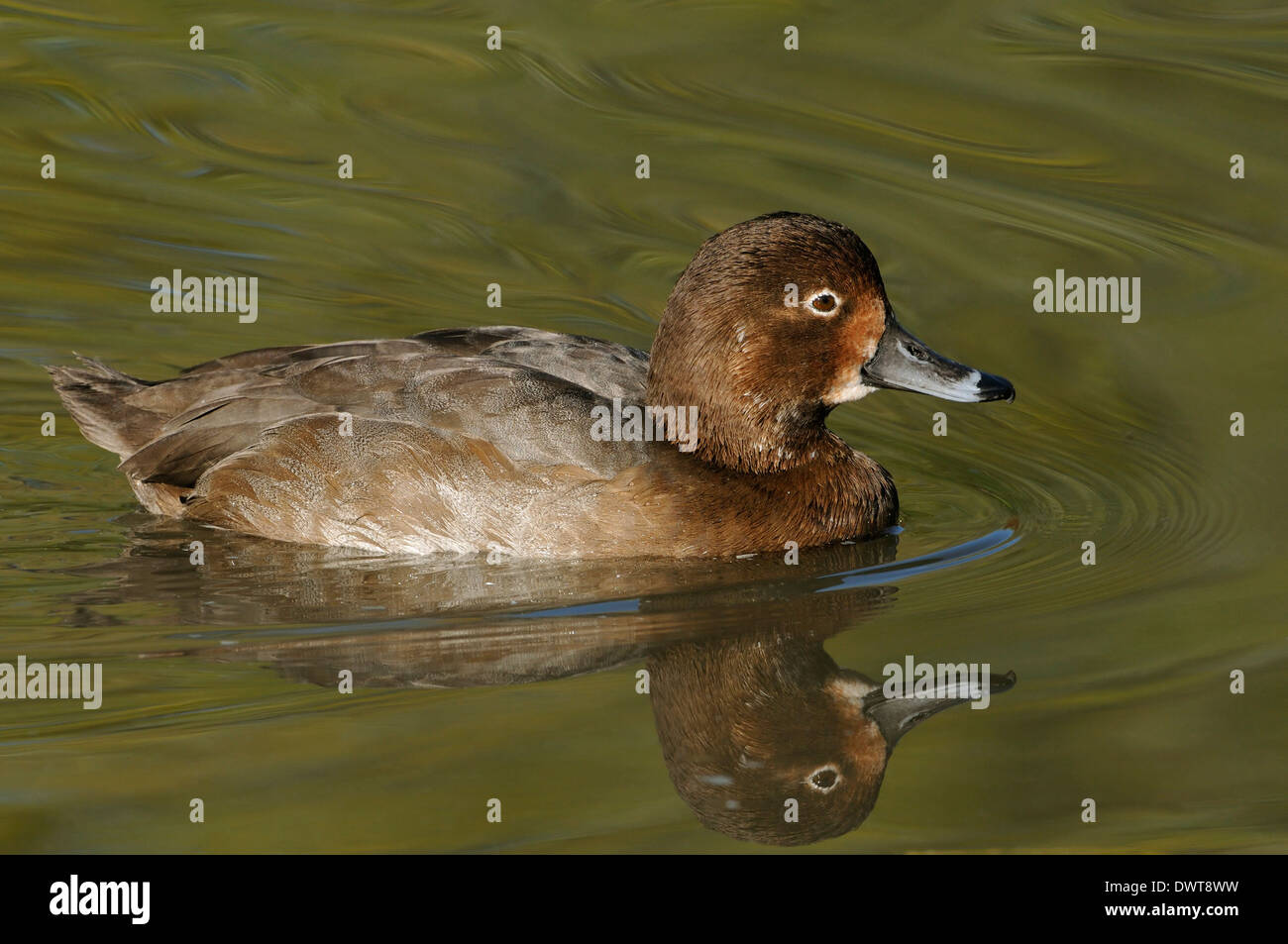 Redhead Duck - Aythya americana Female on water with reflection Stock Photo