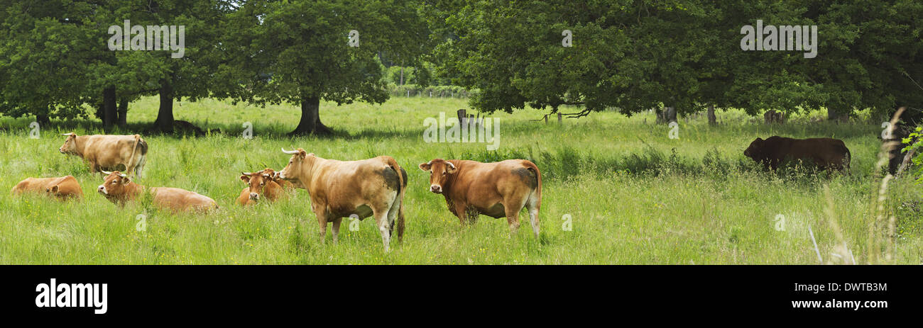 A herd of Limousin cattle in the Limousin region of France. Stock Photo