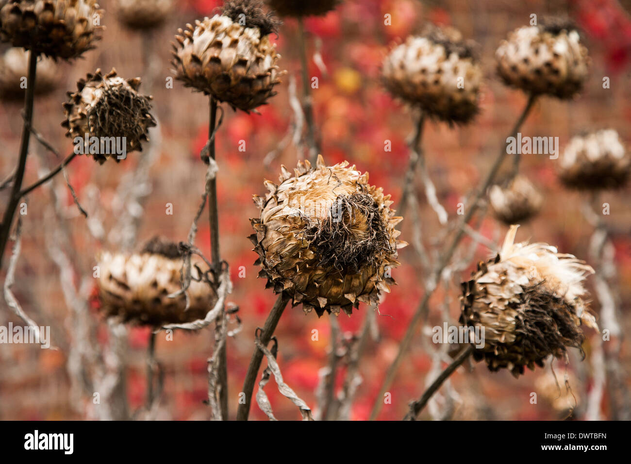 dried flower heads Stock Photo Alamy