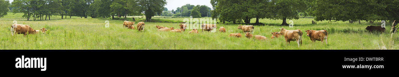 A herd of Limousin cattle in the Limousin region of France. Stock Photo