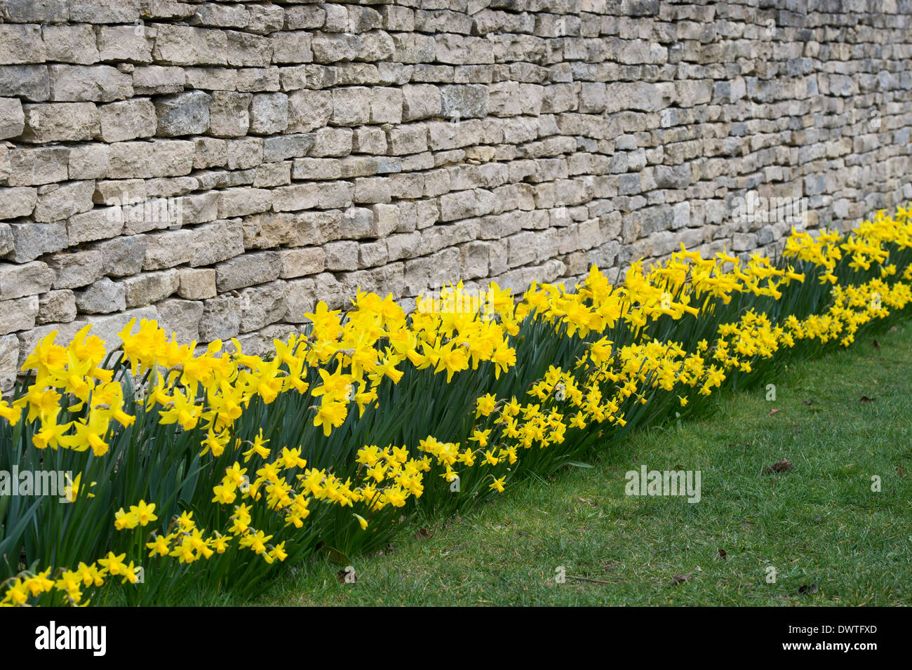 Daffodil flowers against a cotswold stone wall. Cotswolds, England Stock Photo