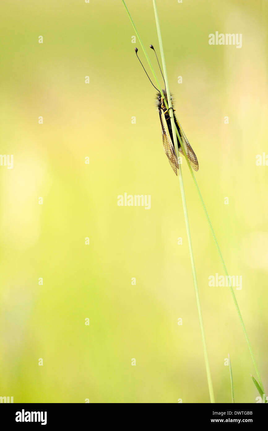 little insect ( Ascalapidae sp Stock Photo - Alamy