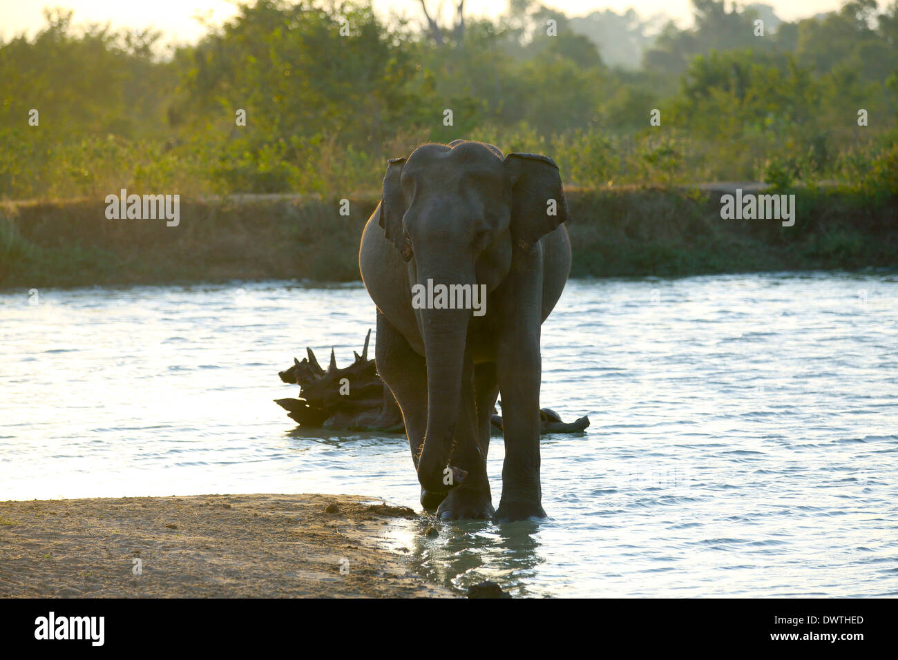 Elephant in water at Udawalawe National Park Stock Photo