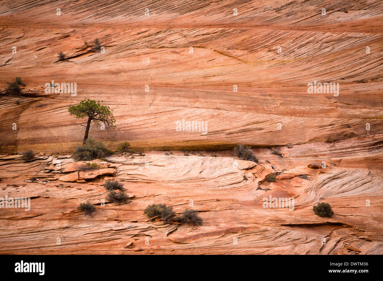 Rock Formations in Zion National Park, Utah Stock Photo