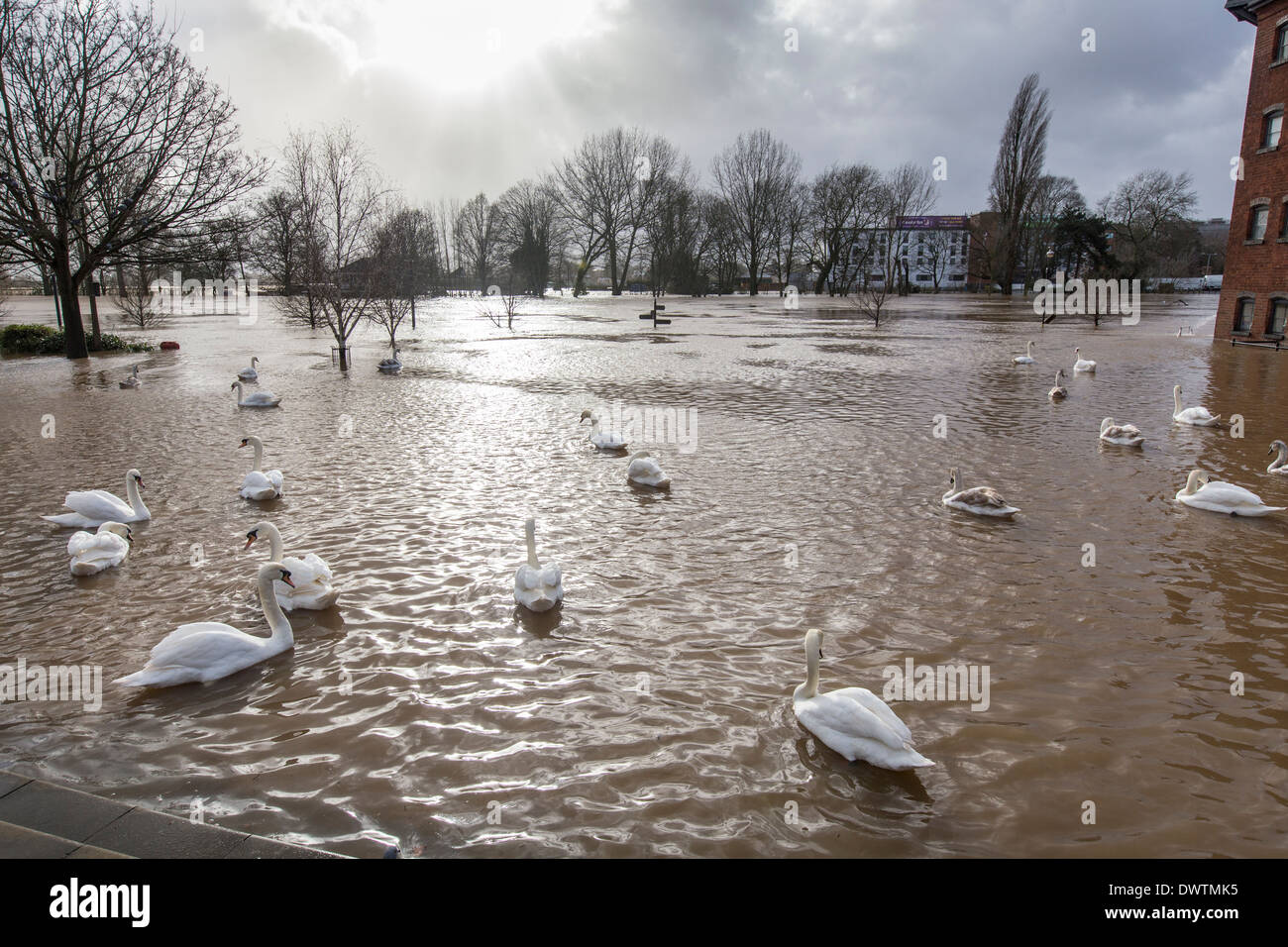 Swans swimming on flood water in Worcester city centre, UK. The River Severn burst its banks, after heavy rain. Stock Photo