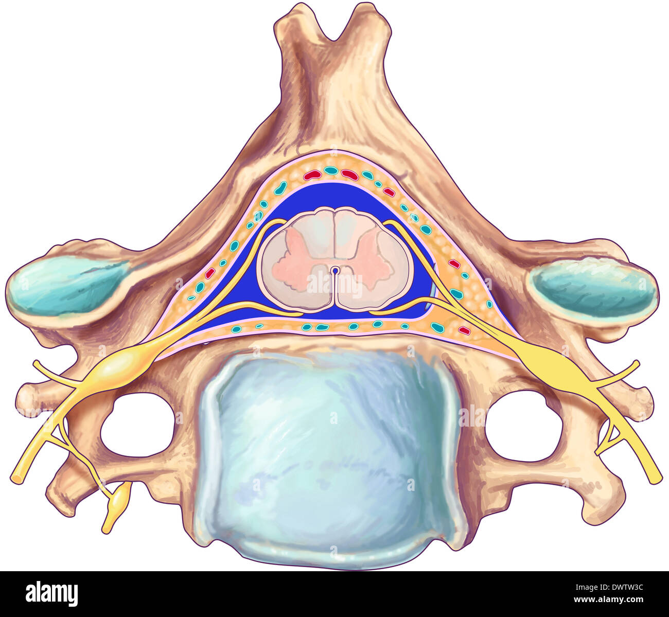 Spinal cord drawing Stock Photo - Alamy