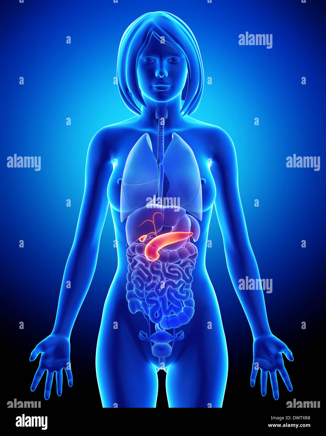Pancreas drawing Stock Photo - Alamy