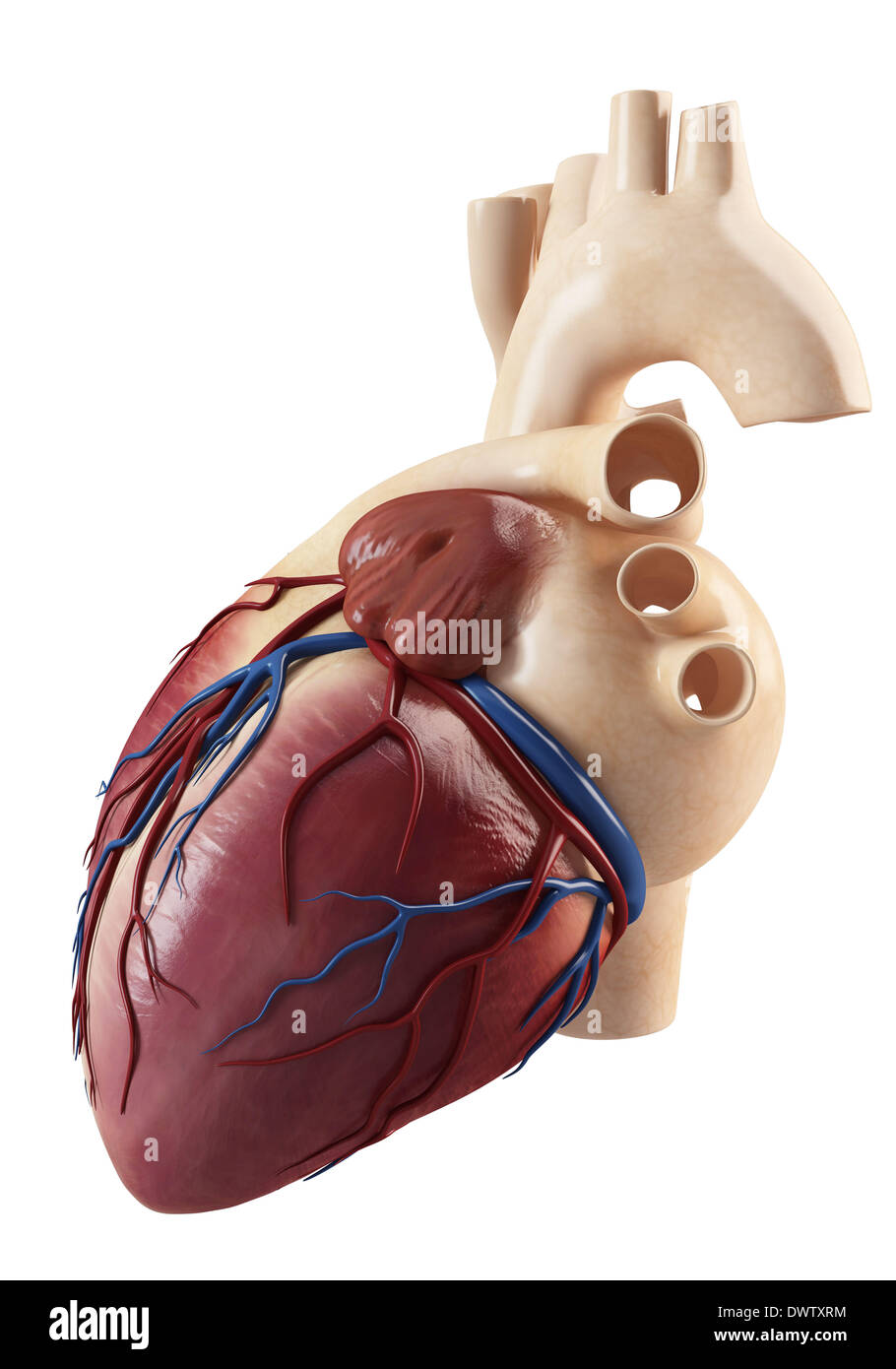 Blood circulation scheme Cut Out Stock Images & Pictures - Alamy