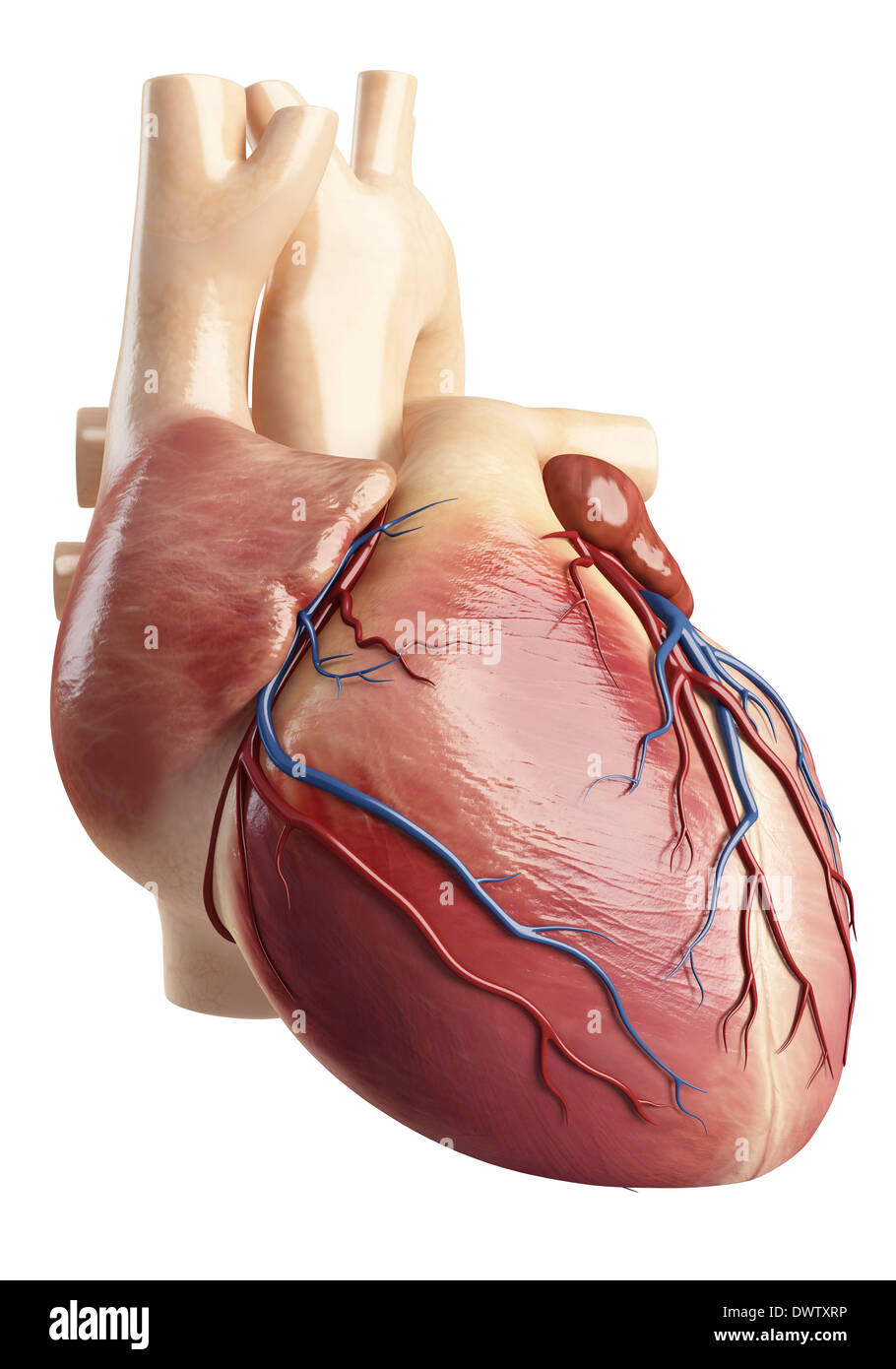Blood circulation heart drawing Stock Photo - Alamy