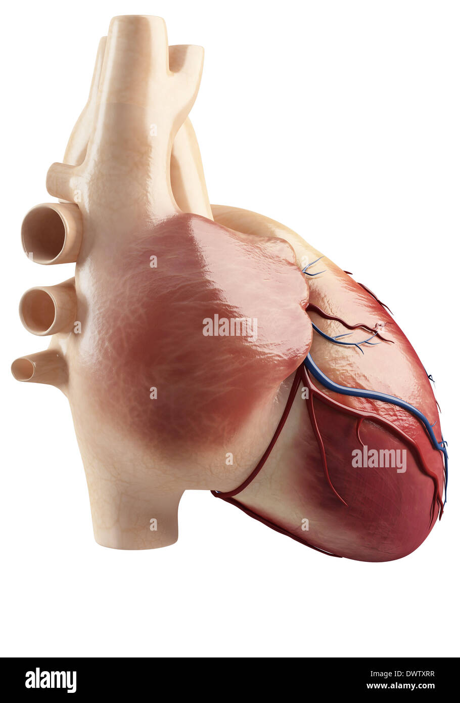 Blood circulation scheme Cut Out Stock Images & Pictures - Alamy