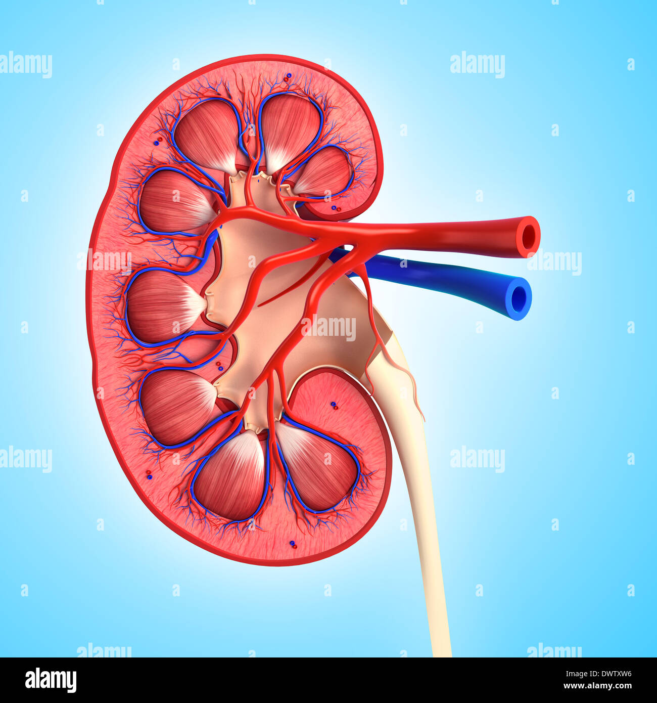 Blood circulation kidney drawing Stock Photo 67545442 Alamy