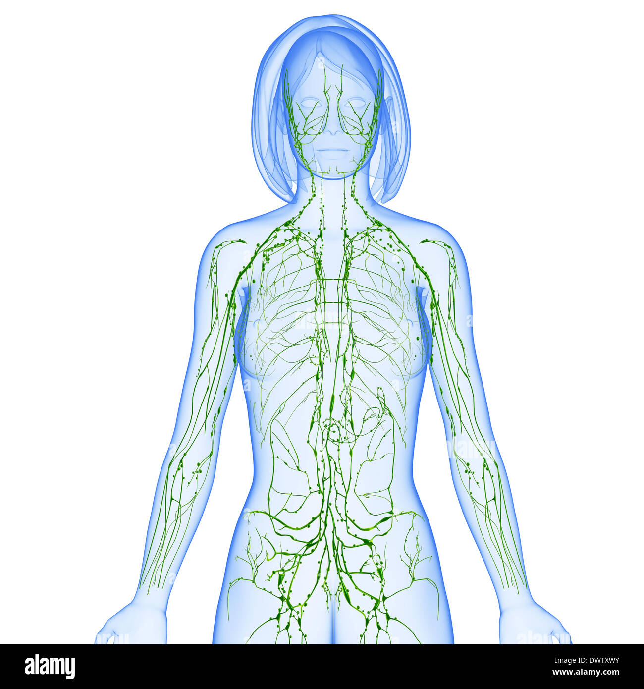 Lymphatic system thorax drawing Stock Photo - Alamy