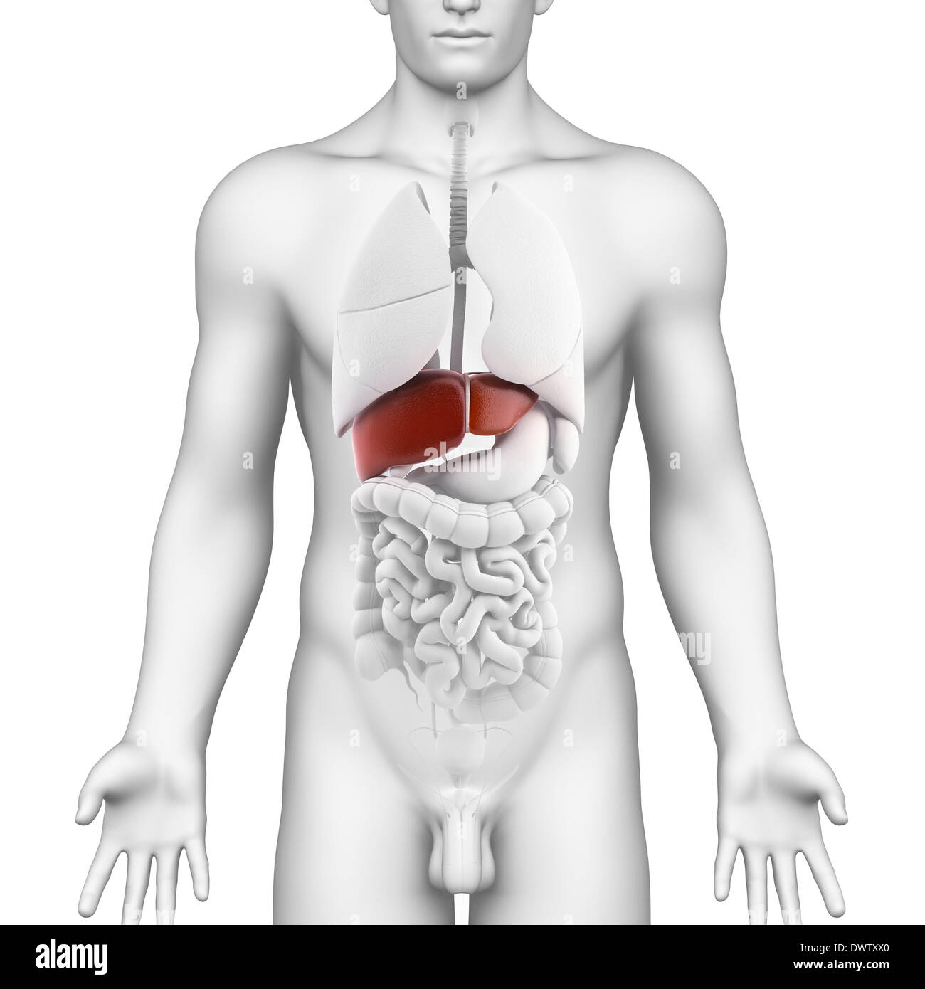 Human Digestive System Woman Anatomy Diagram  Stock Illustration  68808620  PIXTA