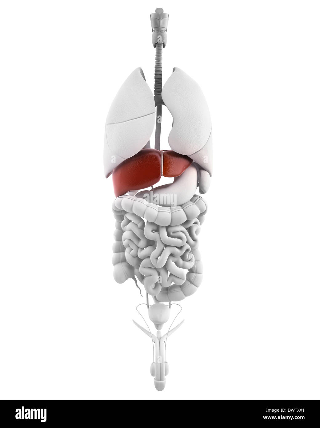 Liver anatomy hi-res stock photography and images - Alamy