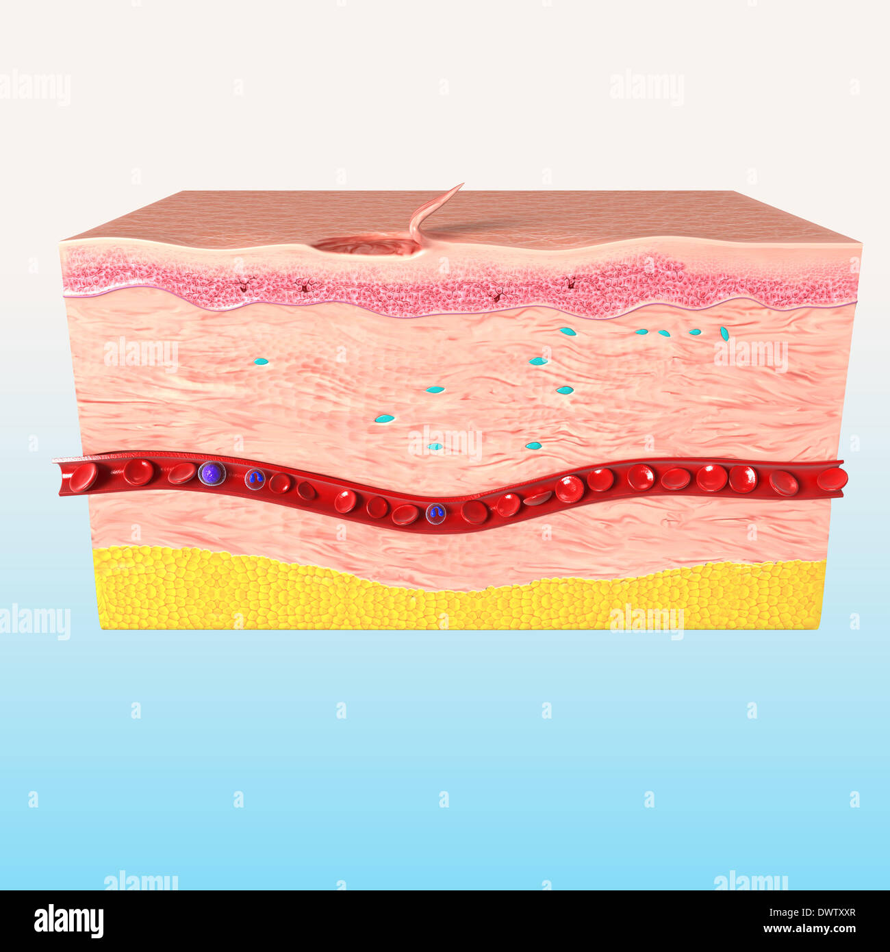 Healing wound drawing Stock Photo Alamy
