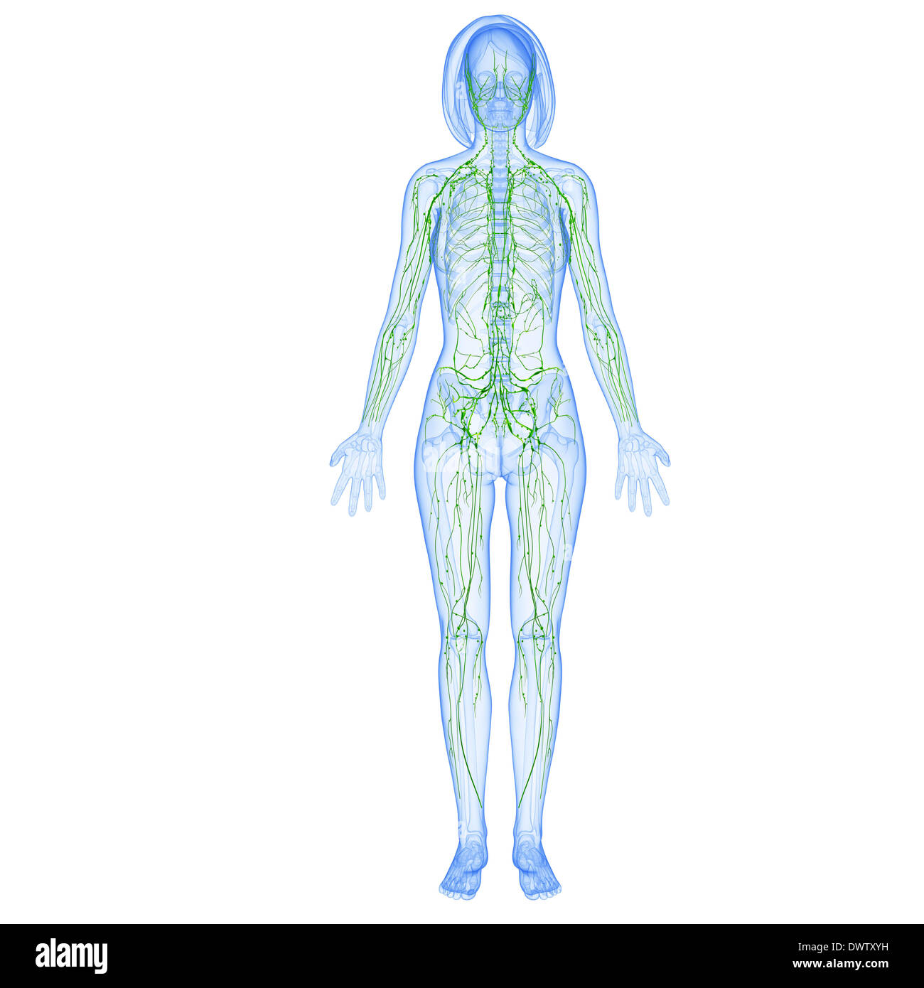 Lymphatic System High Resolution Stock Photography and Images - Alamy