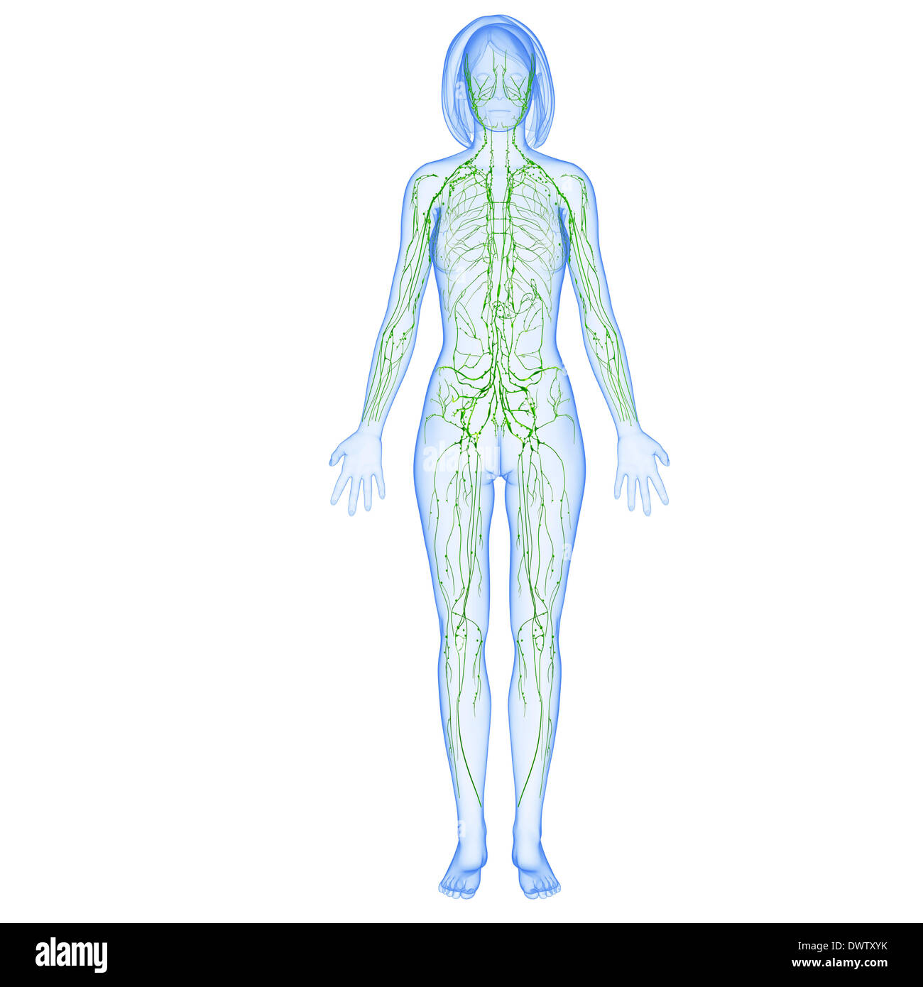 Lymphatic system drawing Stock Photo