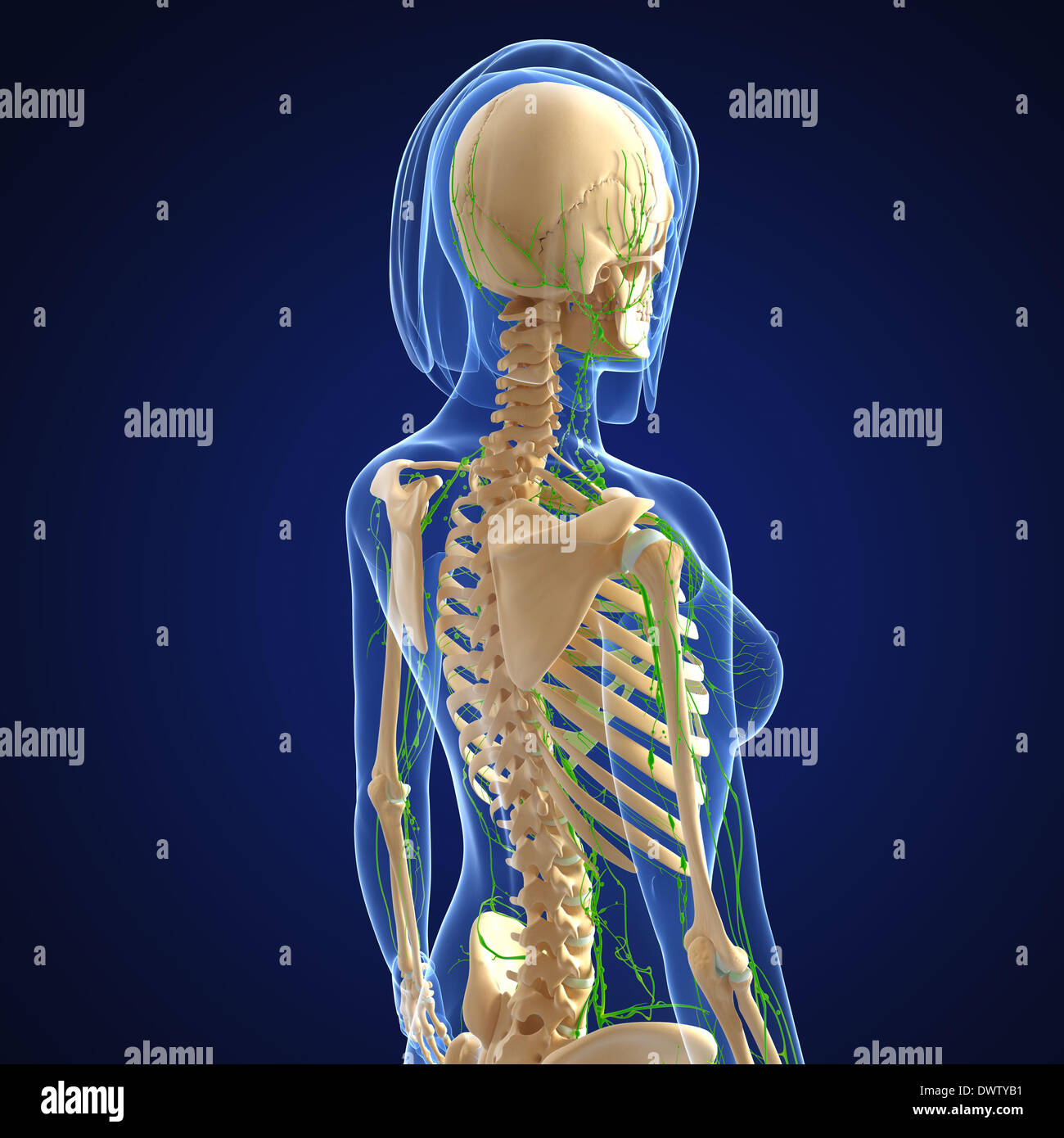 Human skeleton back hi-res stock photography and images - Alamy
