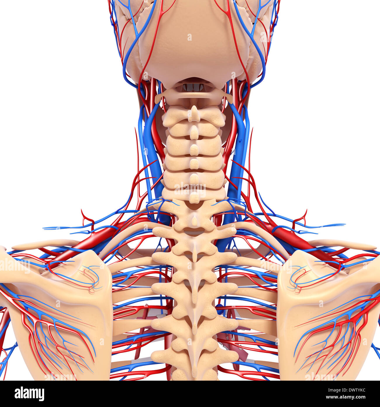 Blood circulation nape of the neck drawing Stock Photo - Alamy