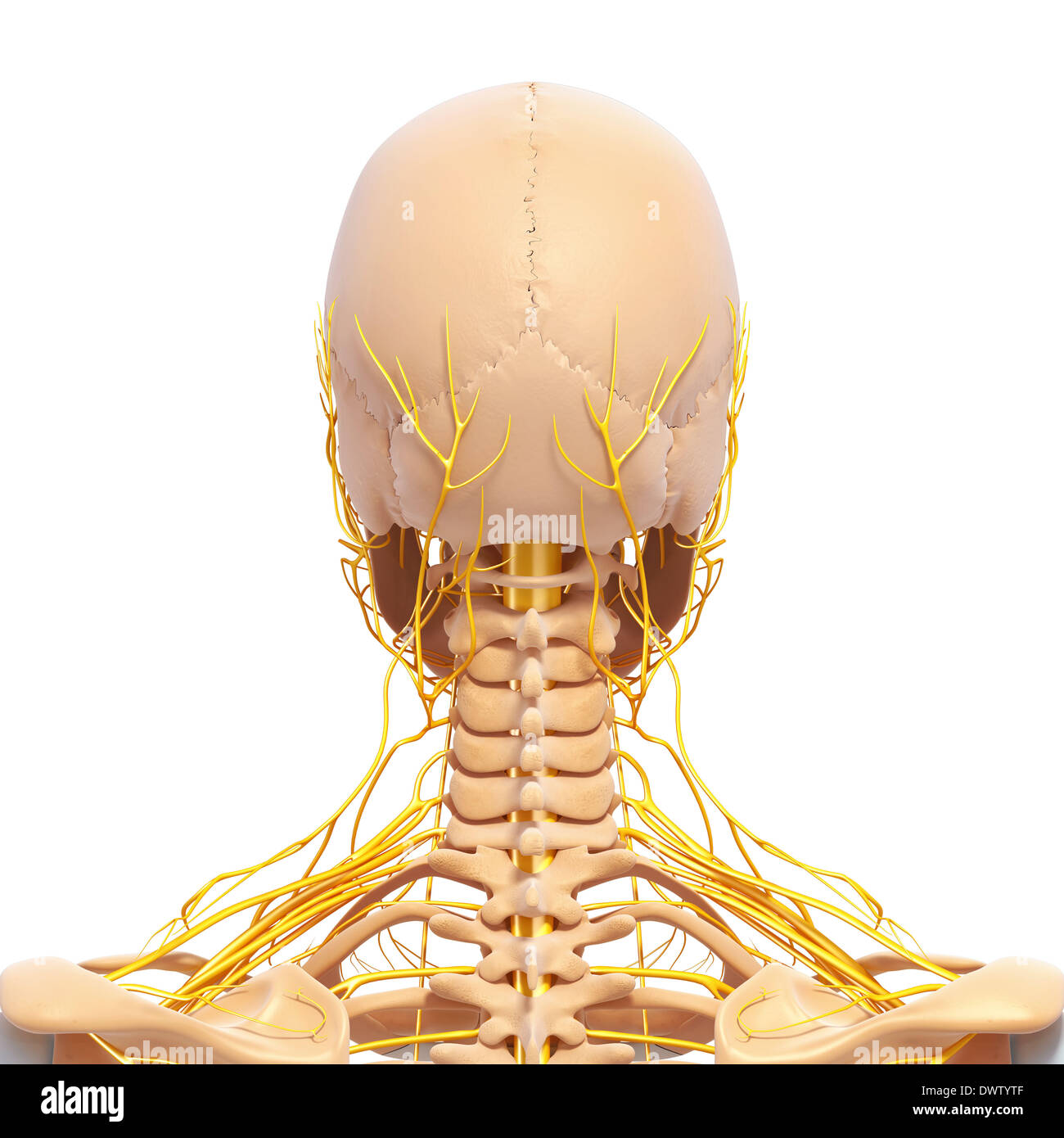 Drawing anatomy neck nape of the hires stock photography and images
