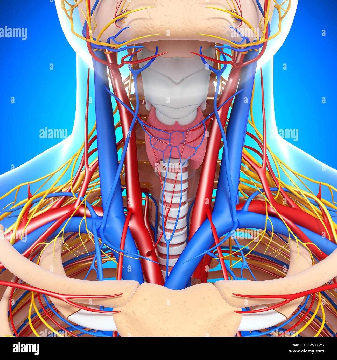 Blood circulation neck drawing Stock Photo - Alamy