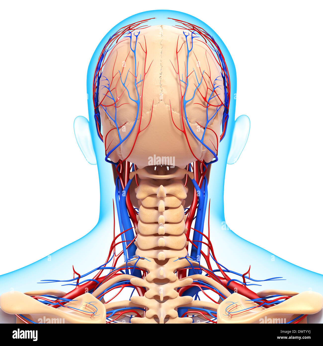 Blood circulation nape of the neck drawing Stock Photo
