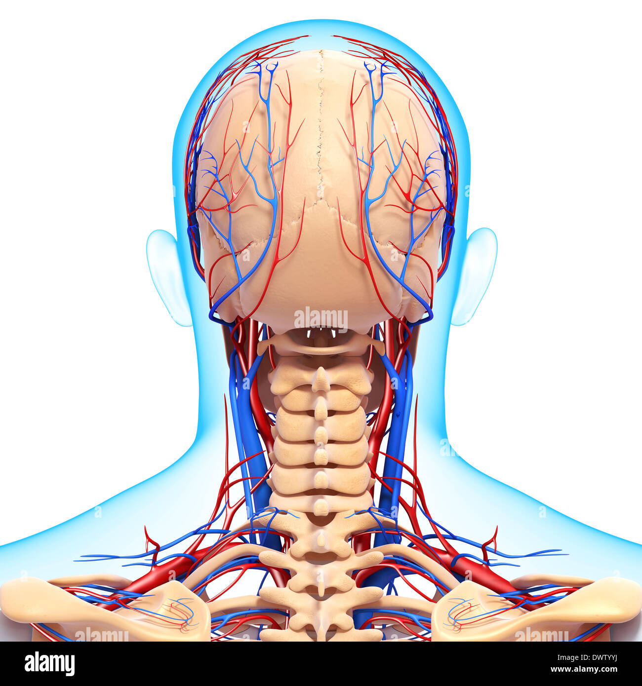 Drawing Anatomy Neck Nape Of The Hi res Stock Photography And Images 
