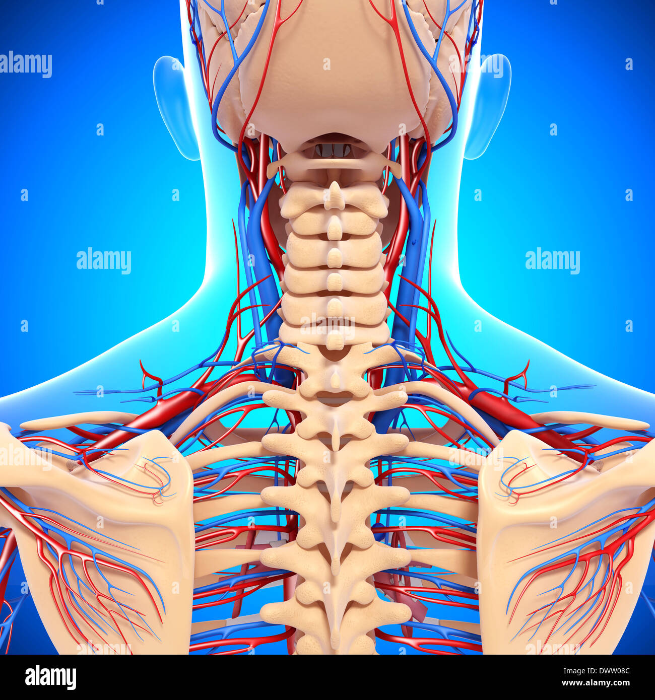 Drawing anatomy neck nape of the hires stock photography and images