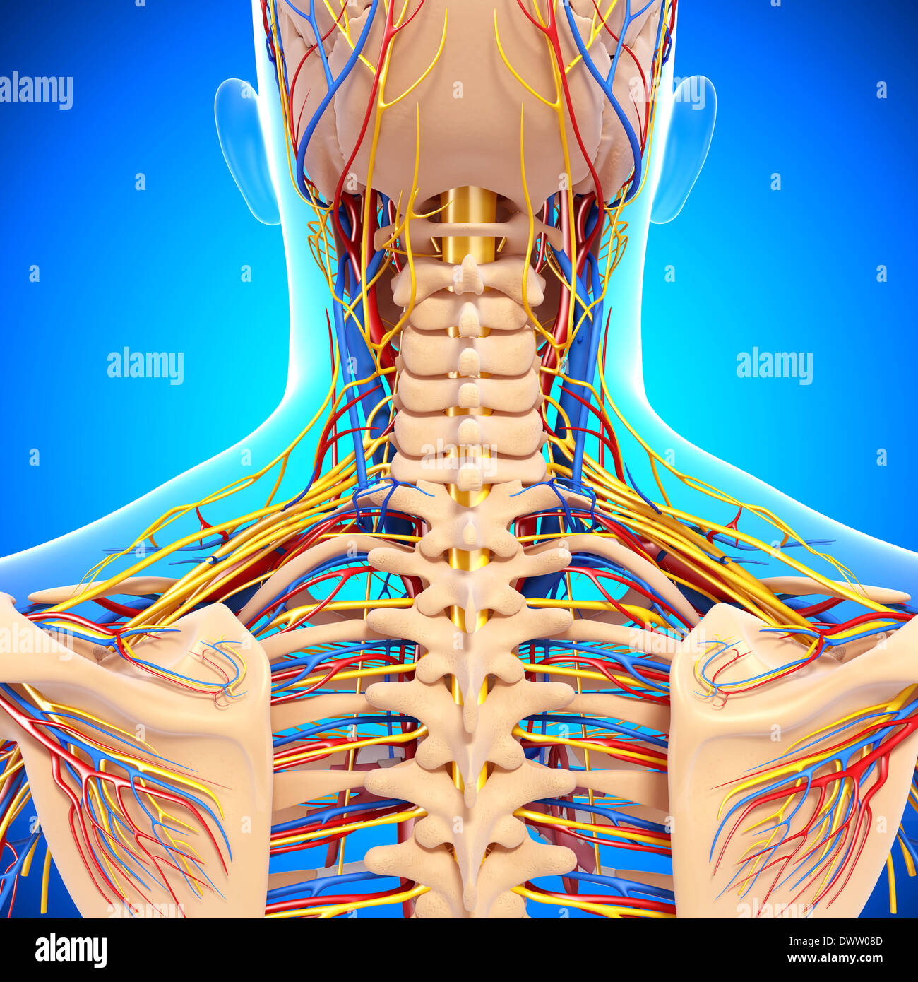 Peripheral nervous system nape of the neck drawing Stock Photo