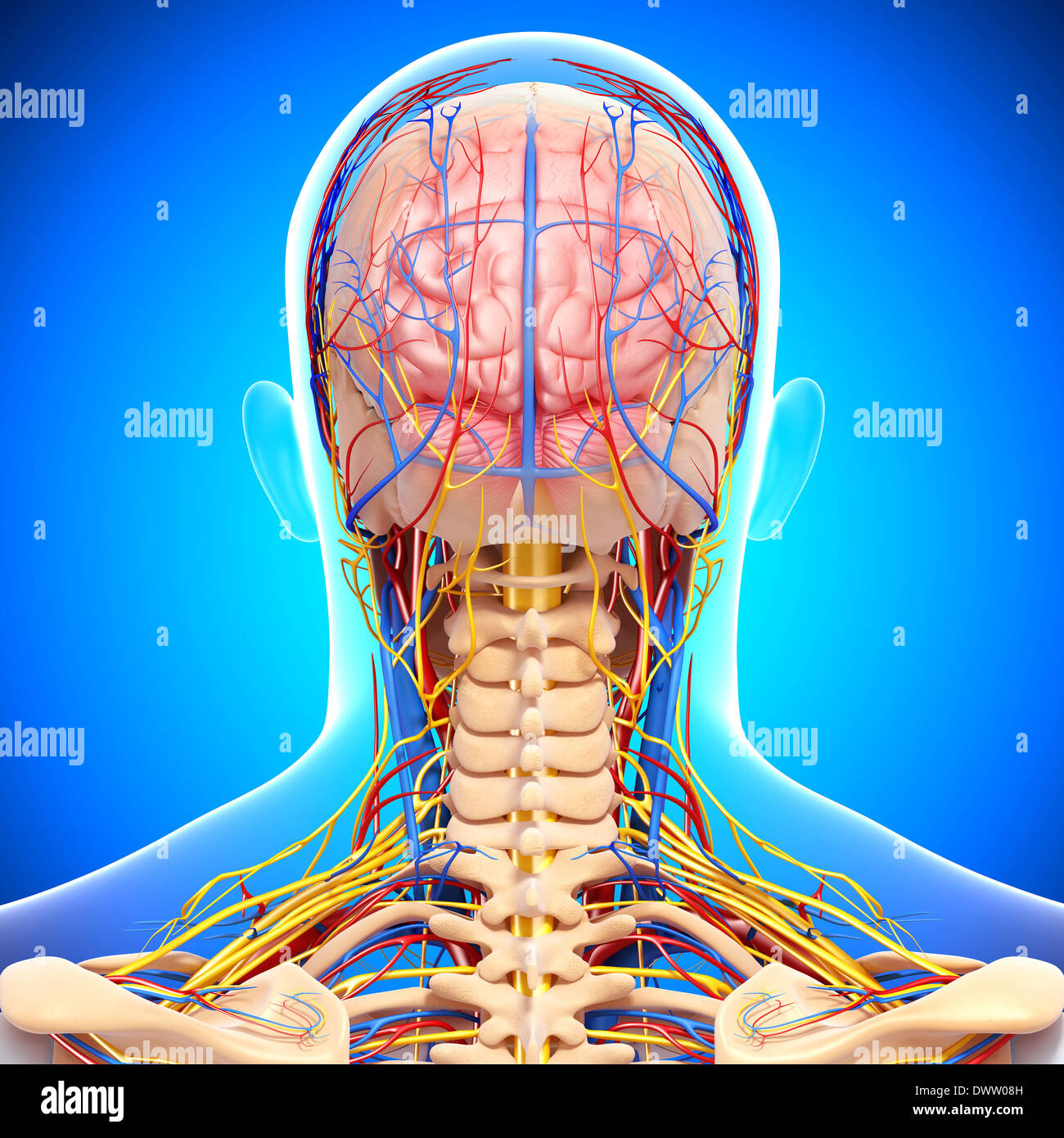 Blood circulation neck head drawing hires stock photography and images