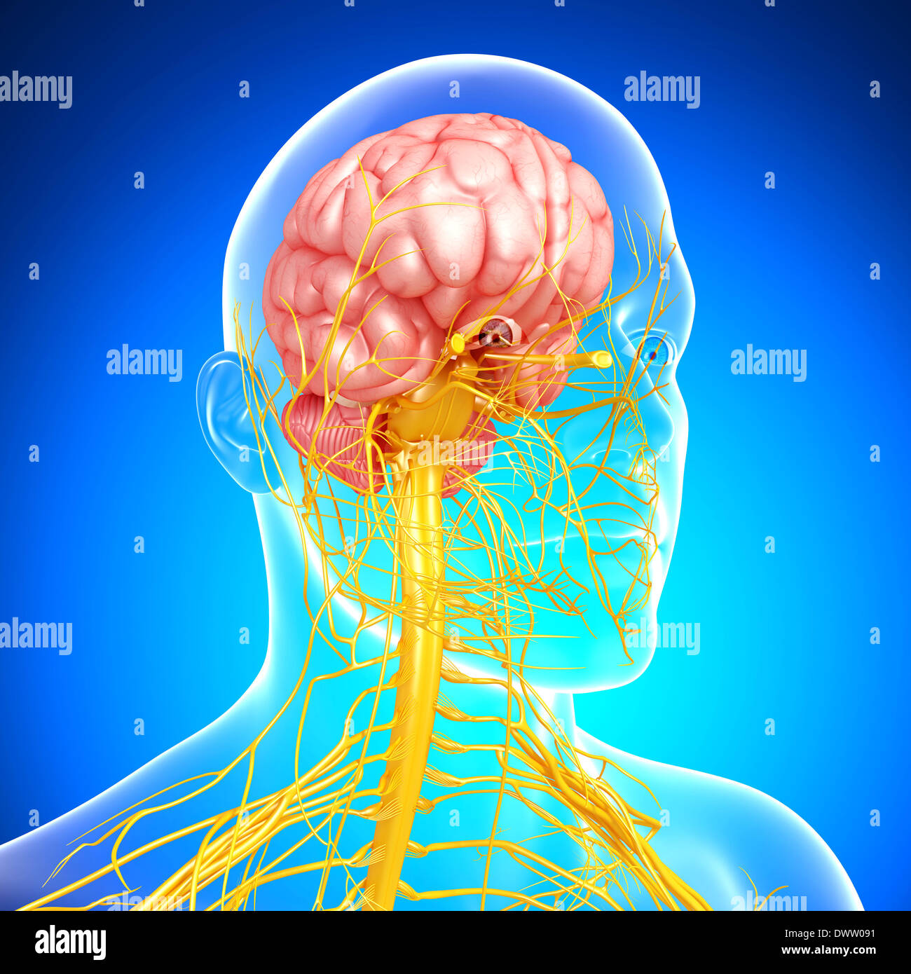 Nervous system drawing Stock Photo Alamy