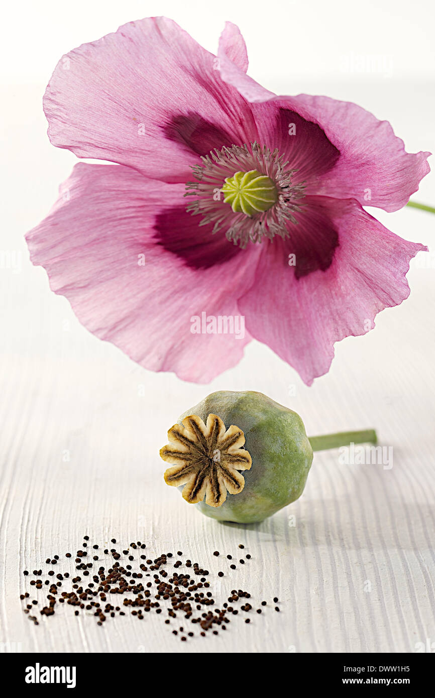 Poppy seed Stock Photo