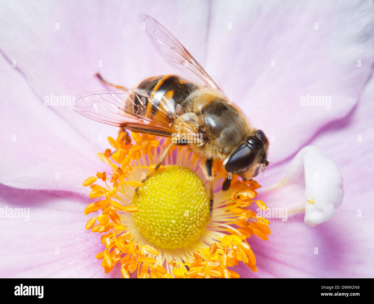 Hover fly in flower Stock Photo