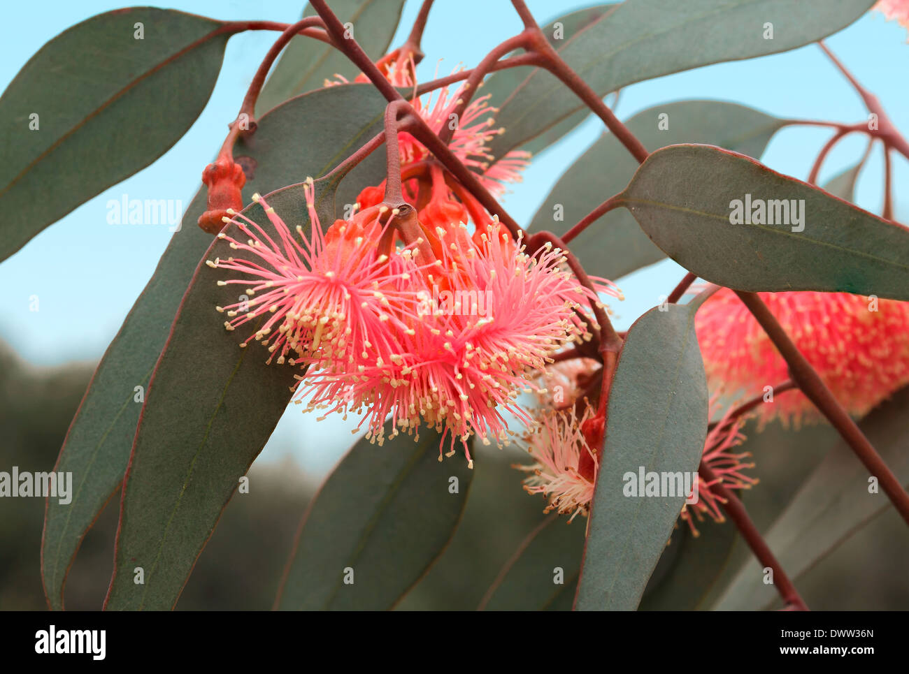 Pink flowers in nature hi-res stock photography and images - Alamy
