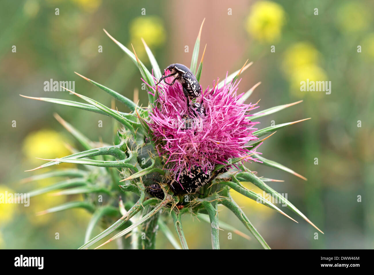 Eryngium amethystinum with beetle closeup Stock Photo