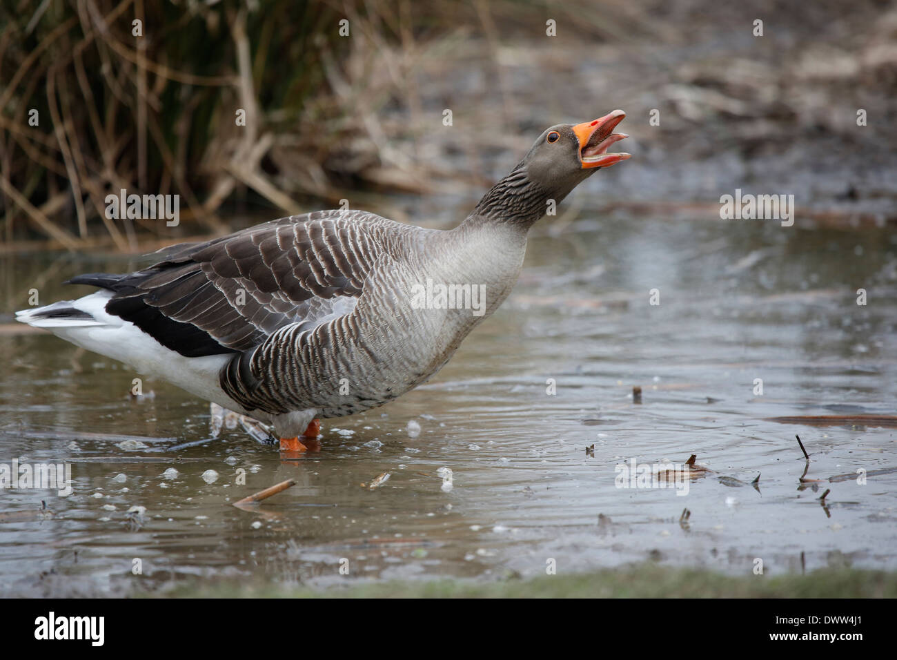 Greylag Goose Anser anser Stock Photo
