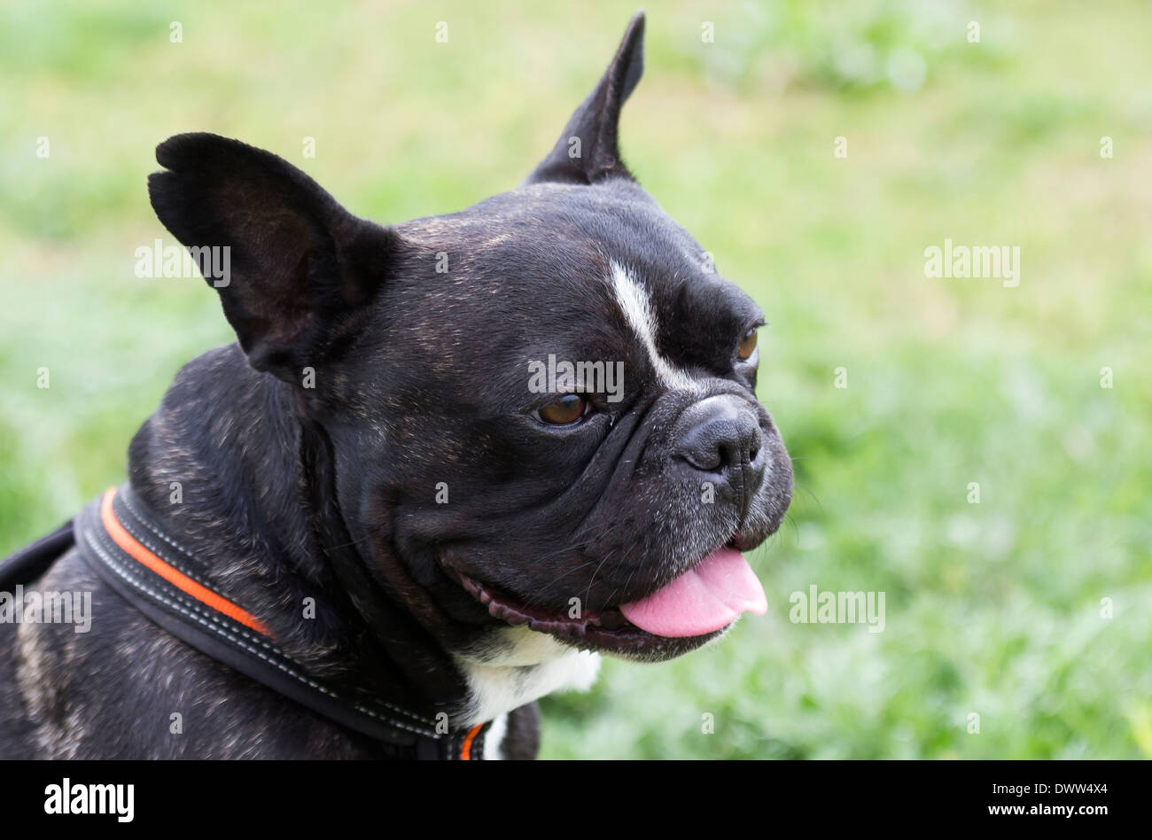 portrait of a black French Bulldog Stock Photo