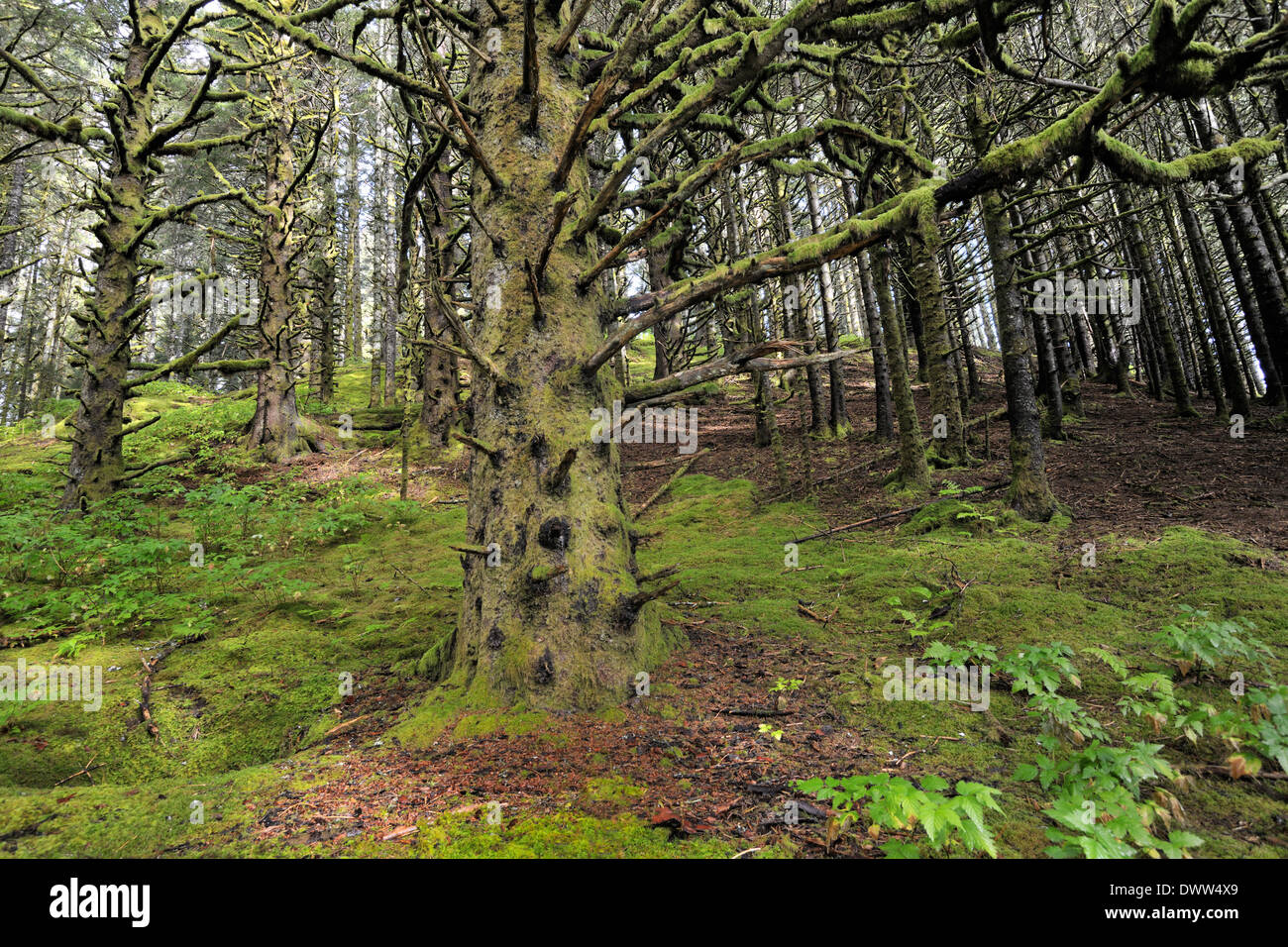 Trees in a pacific or northern rainforest at the Fort Abercombie National park on Kodiak island, Alaska, USA. Stock Photo