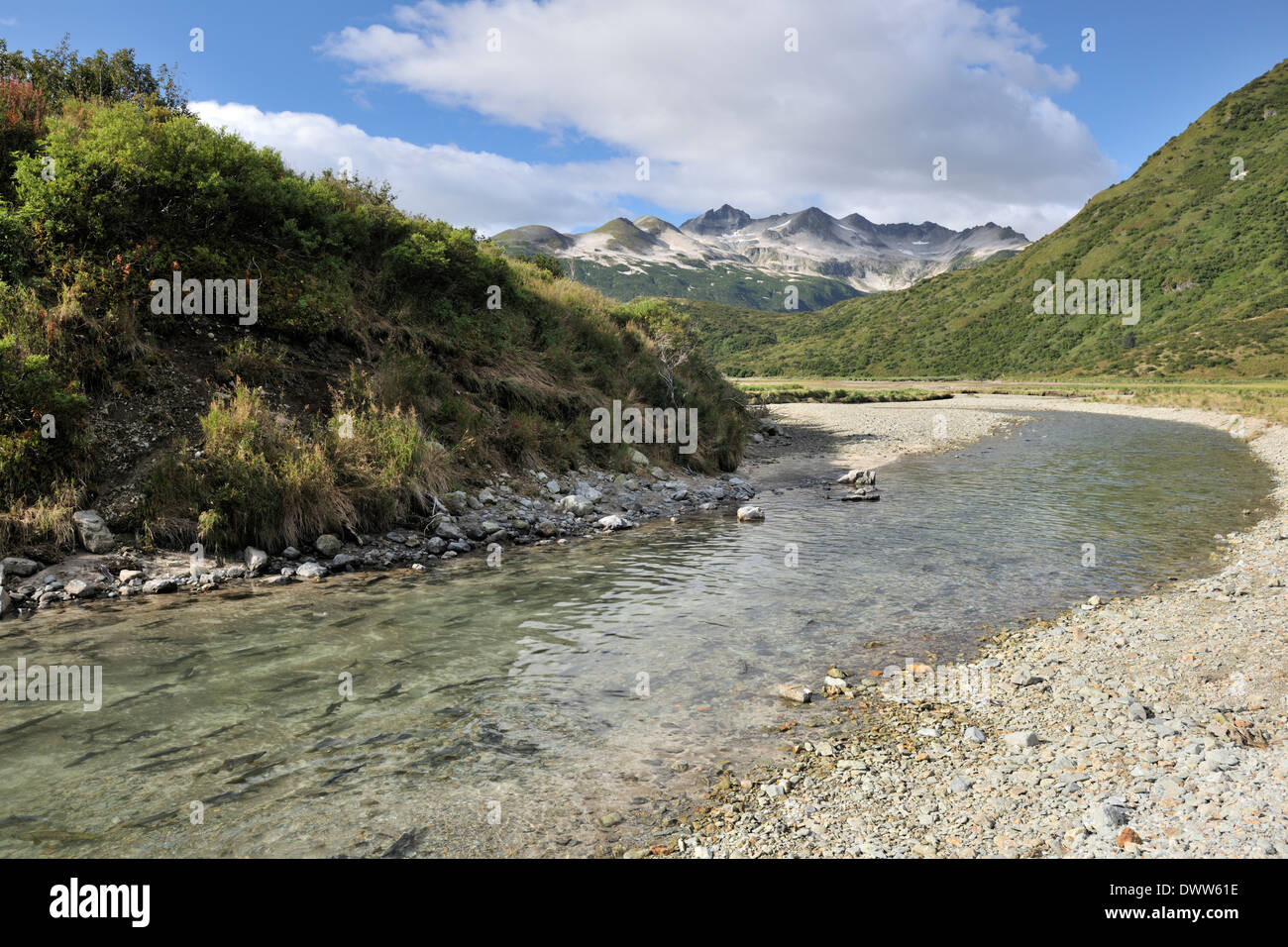 River with salmon for spawning at Katmai national park. Stock Photo