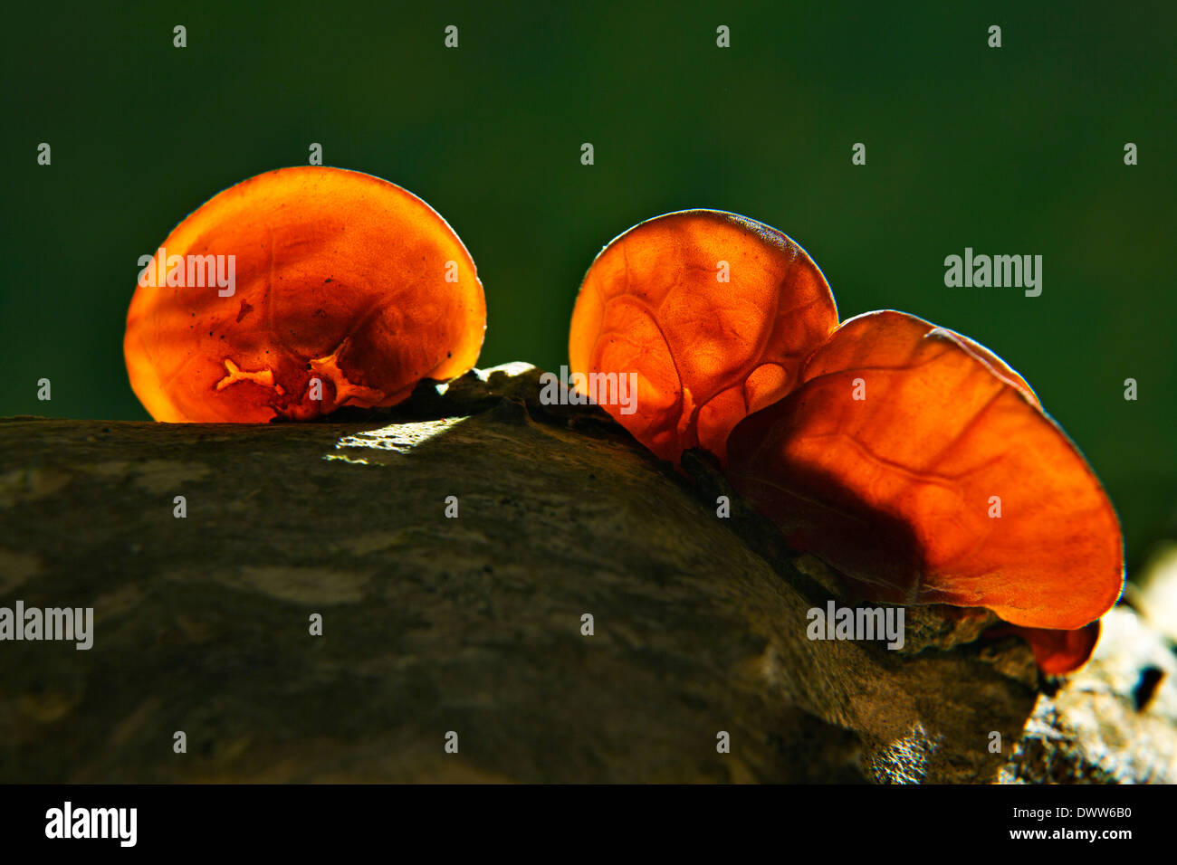 Auricularia, auricula-judae, Jews ear,wood ear or jelly ear fungi Stock Photo