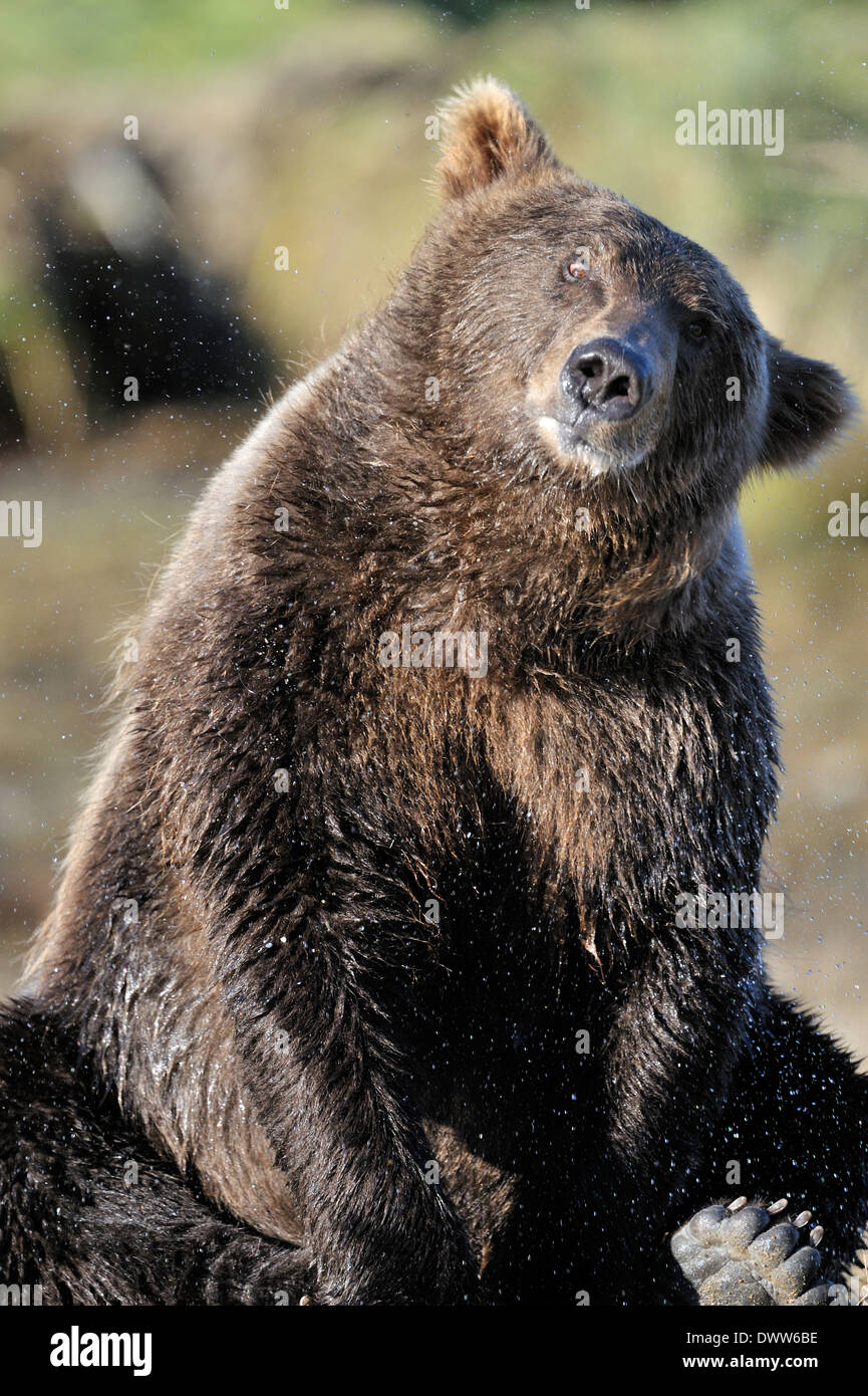 Grizzly bear (Ursus arctos horribilis) shaking water out of his fur. Stock Photo