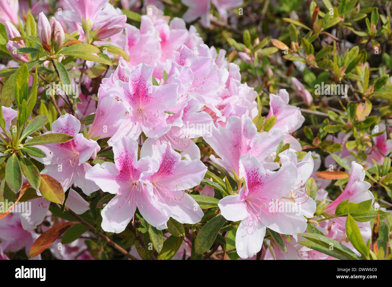 Spring Flower Pink Azalea South Carolina Azalea indica George L. Taber Stock Photo