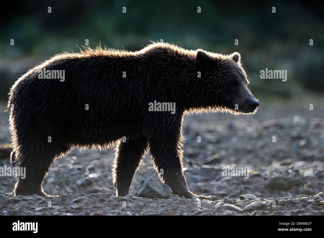 Grizzly bear (Ursus arctos horribilis) walking with back light at sunset. Stock Photo