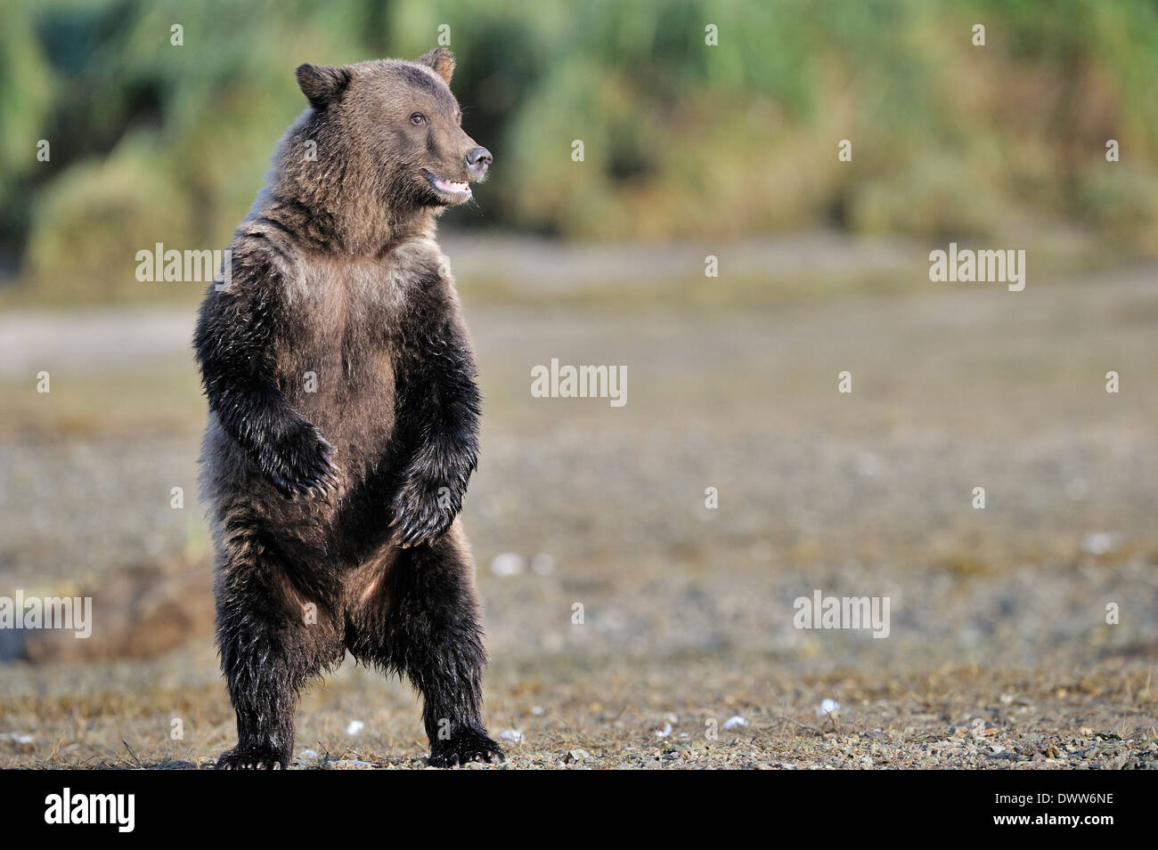 Grizzly bear cub (Ursus arctos horribilis) standing to look around for danger. Stock Photo